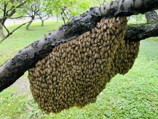 大图慎点今早西湖边这个大蜂巢让市民游客鸡皮疙瘩起一身