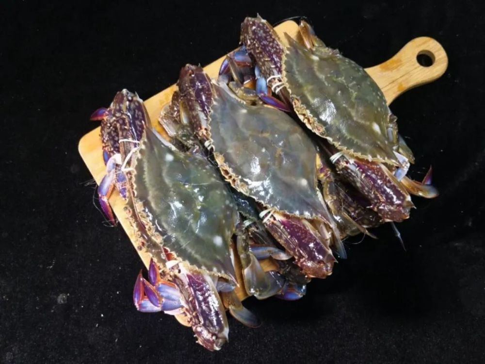 更大更肥的正宗舟山冰鲜梭子蟹来啦从码头直达餐桌鲜到吮手指