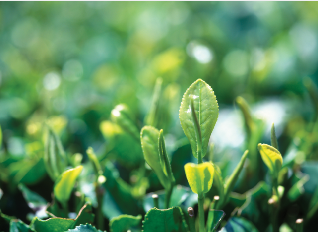 乙木—低调的孤独者,庞易白十天干系列之乙木