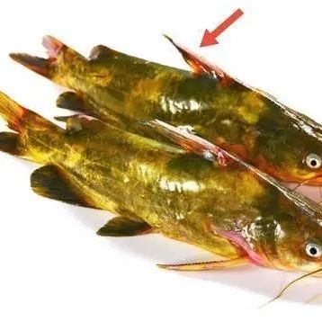 湖南省人民医院|黄颡鱼|左手|张兴文