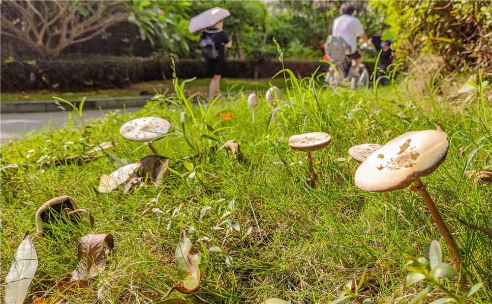 福州融侨锦江悦府小区内的草地上长出不少白蘑菇记者 石美祥 摄