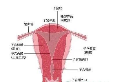 人体子宫形态图片