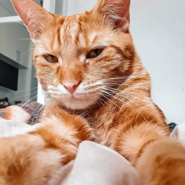 七夕要到了宠物们纷纷晒自拍找对象了