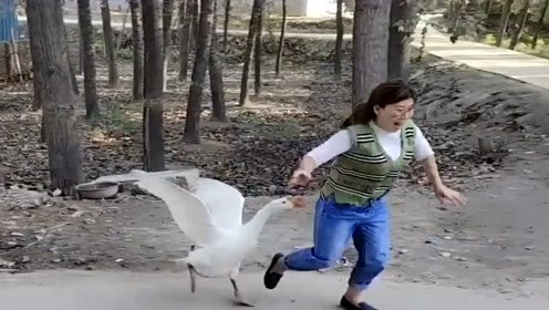 76岁老人被大鹅咬伤致残,鹅的攻击性到底有多可怕?