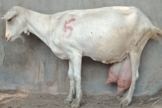 母羊产后奶水不足是什么原因?本文告诉你