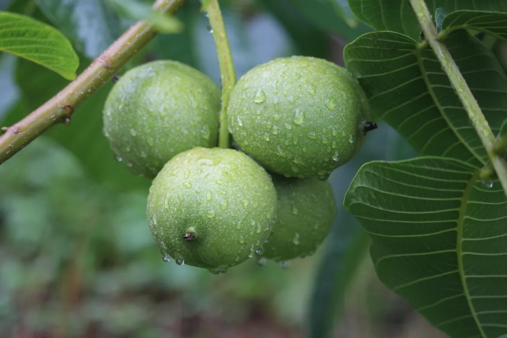 米易新鲜核桃大量上市_腾讯新闻