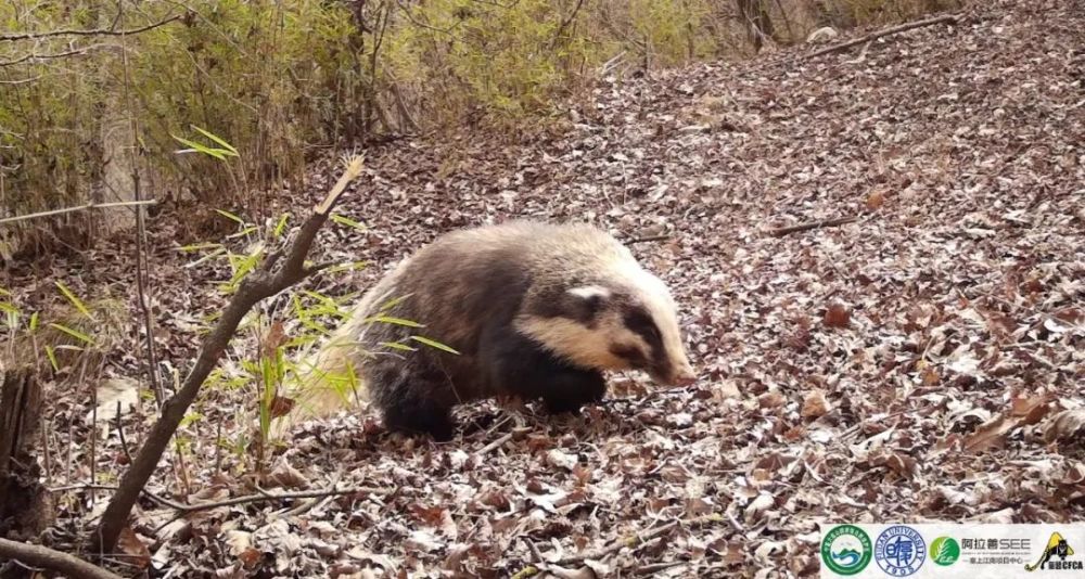 六盘山豹来我地盘还说我胖你礼貌吗