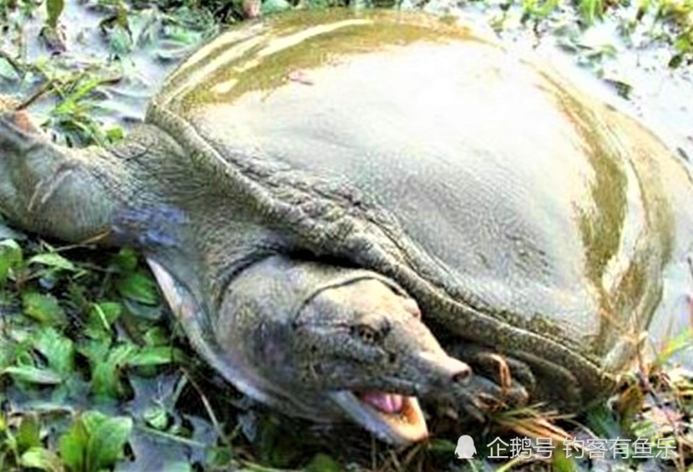 甲鱼好钓吗老手可钓几十斤新手可能整晚都空军