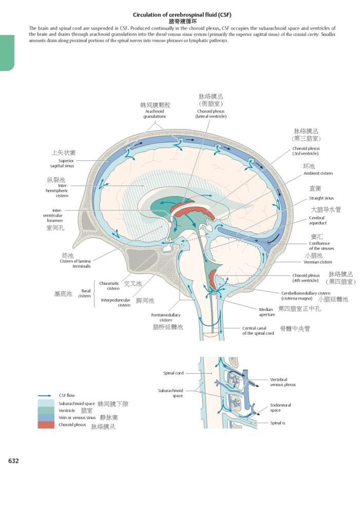 脑室解剖详解