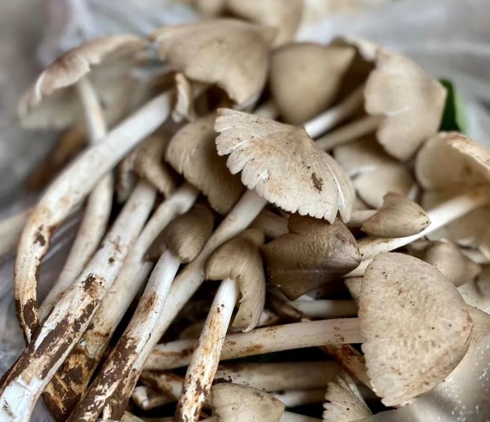 【美食】"捡菌人"走起,吃鸡枞咯～_腾讯新闻