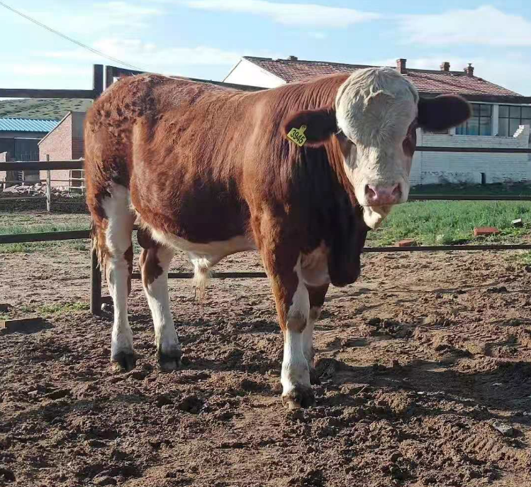 良种牛评比大奖被羊倌拿到发生了什么