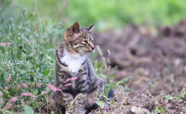 中国狸花猫既是猫界兵王,又是国际认证的纯种猫,值得国人珍惜