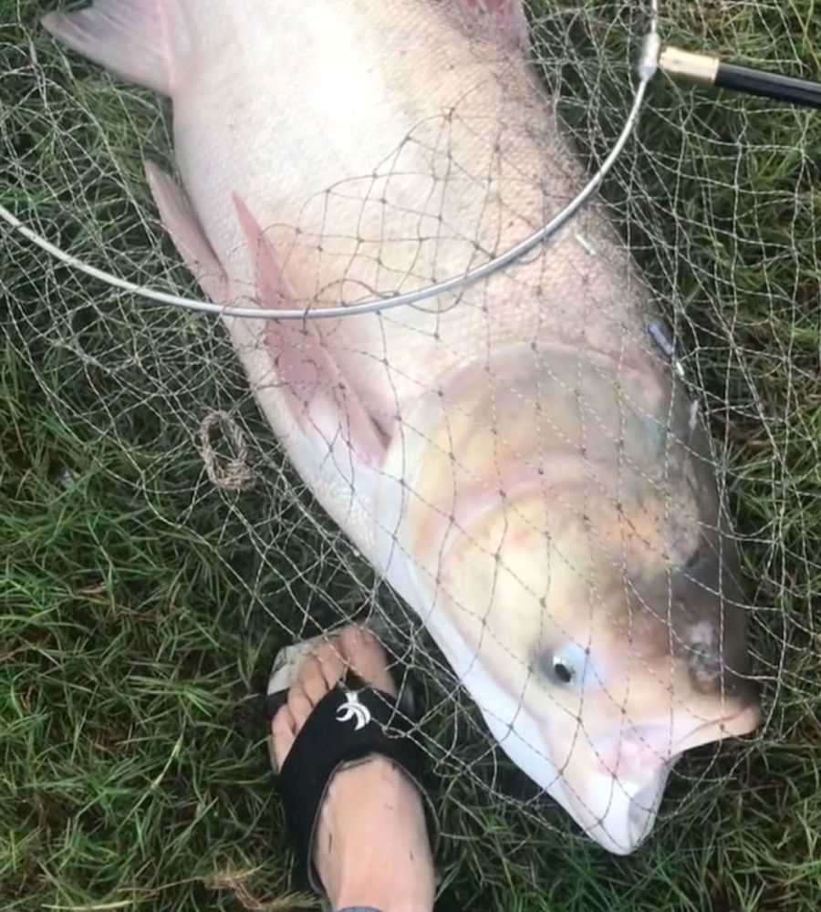 馬鞍山釣魚人釣上