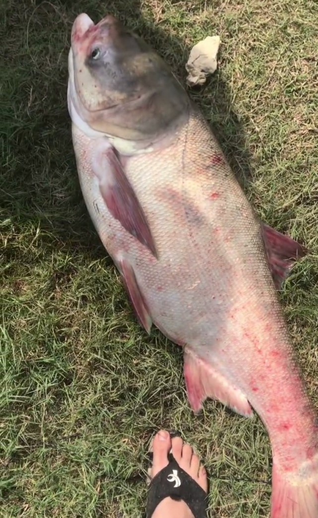 馬鞍山釣魚人釣上巨型胖頭魚魚鱗菜刀刮不動太大了