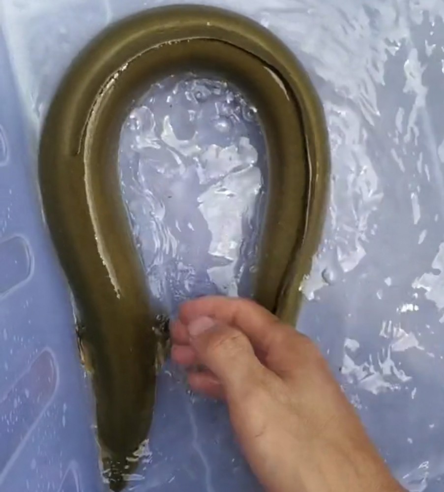 钱塘江鳗鱼"大暴走",有人3小时钓起七八条,大的1米多长