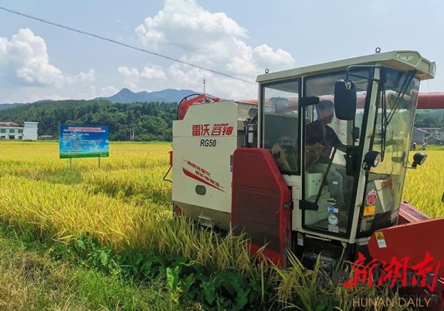 炎陵再生稻头季喜获丰收|潘家村|霞阳镇|再生稻|炎陵县|丰收