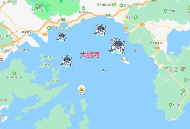 云南大象都已经回家了大鹏湾小布去哪儿了