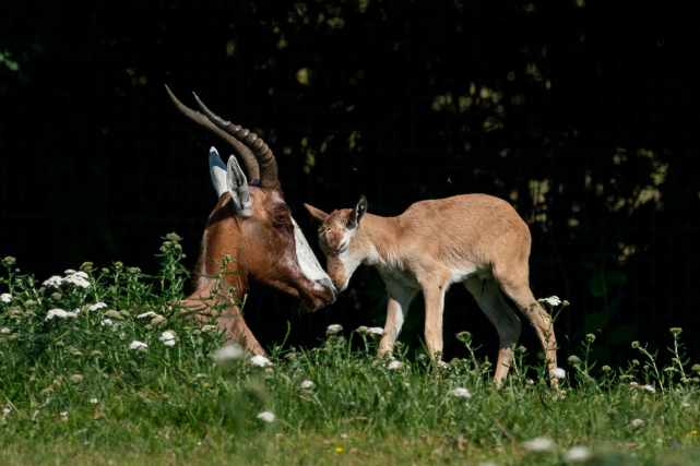 北京野生動物園遊客打架有薅有踹,