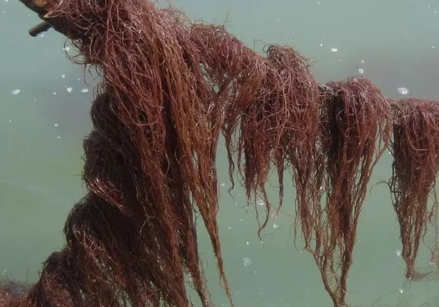 海水里长出来的龙须菜,这是一种海水藻类植物,所以只能生长在海里面