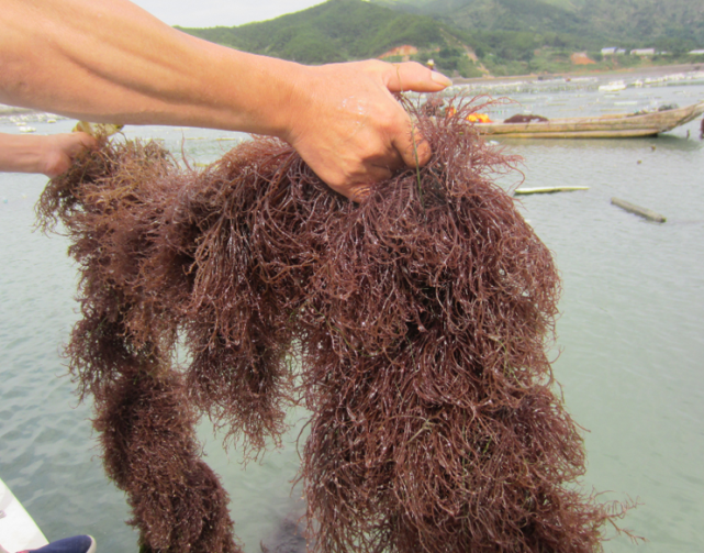 海龙须菜百科图片