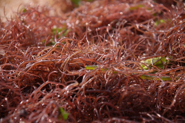 海里藻类植物图片图片