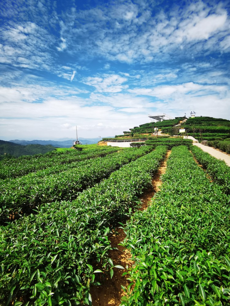 梅州茶园旅游区图片