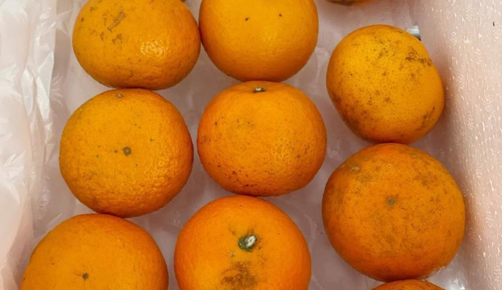 沃柑泡药后直接上市果农自己不吃的背后谁受益谁买单