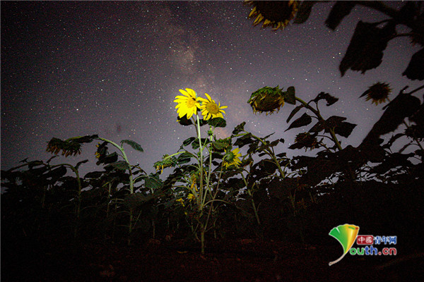 当地时间2021年8月10日,叙利亚伊德利卜,夜晚的向日葵田.