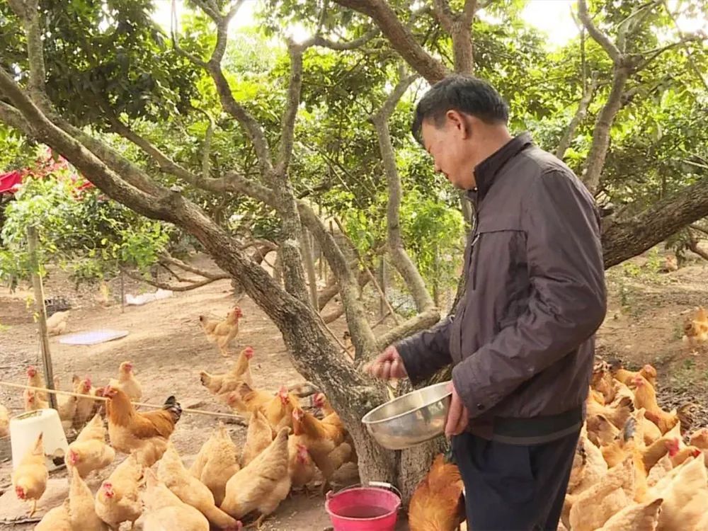 曾备受专家推崇的"果园养鸡",为何销声匿迹了?农民:坑太多了