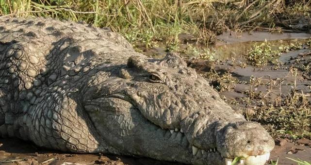 10年杀300人,年龄或超65岁,机枪无法射杀它|古斯塔夫|鳄鱼|地球|尼罗