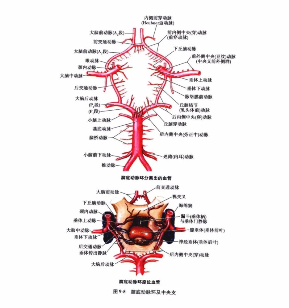 中枢神经系统疾病定位诊断图解脑血管非常详细值得收藏