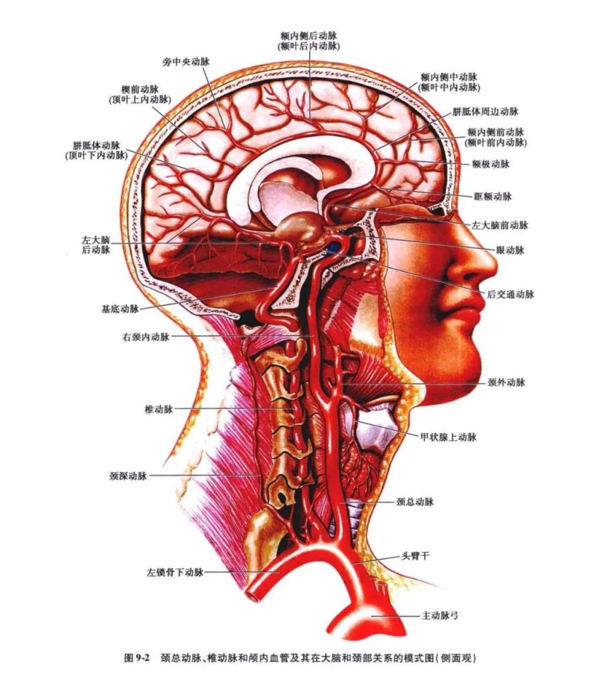 中枢神经系统疾病定位诊断图解脑血管非常详细值得收藏