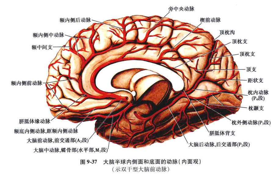 中枢神经系统疾病定位诊断图解脑血管非常详细值得收藏