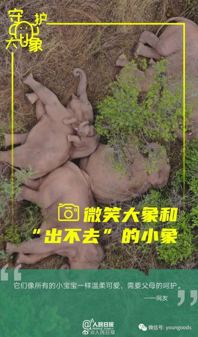 第10个世界大象日:看呆萌"大象旅行记"