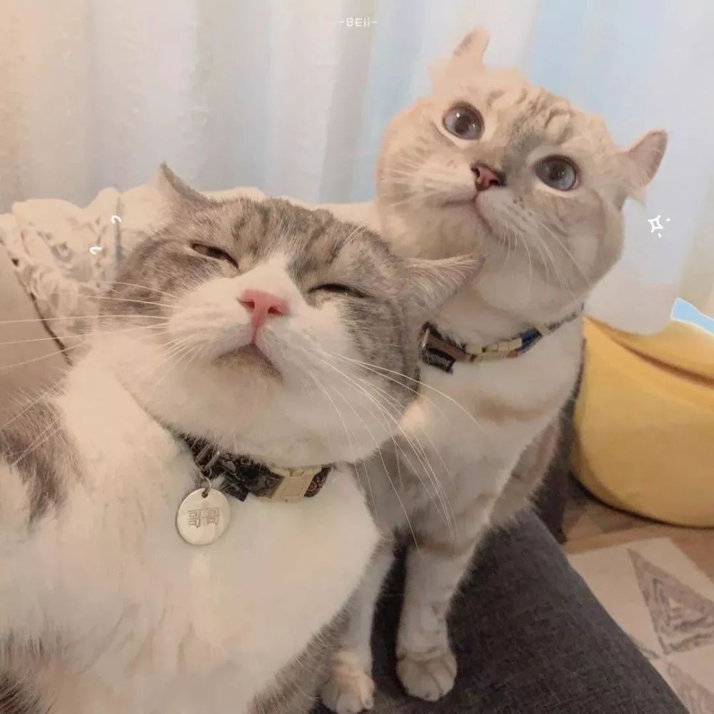 七夕情头·不孤单,我有猫