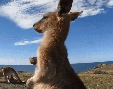 "袋鼠真的可以下腰吗?"奥运冠军和科普大v梦幻联动,太可爱了!