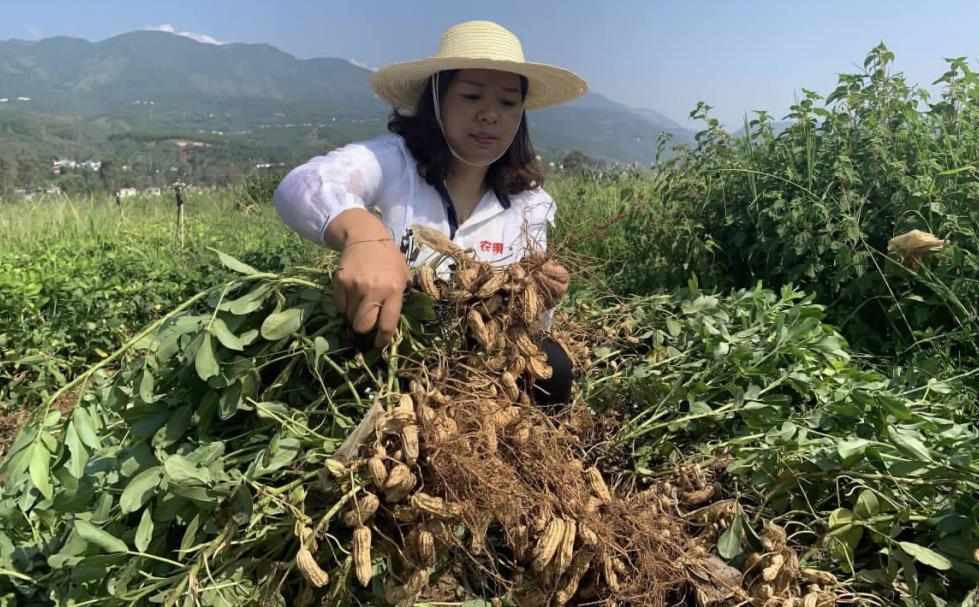 昆明東川七彩花生上市啦