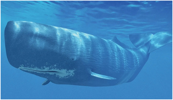 隐身鱼,吸血鳗,食人鲨,恐怖的海洋生物你知道多少?_腾讯新闻