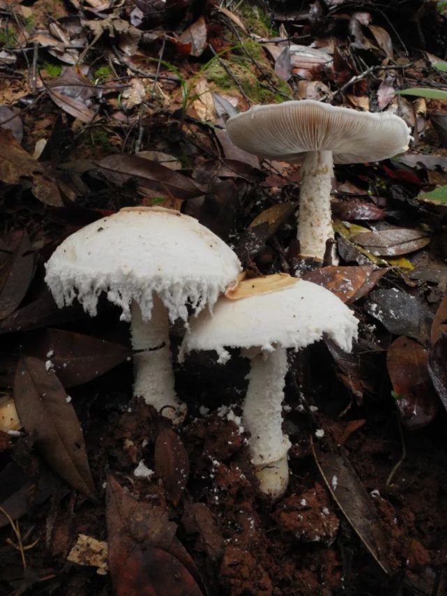 最强野生菌不食用指南