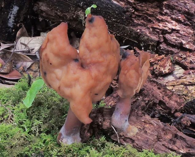 最强野生菌不食用指南