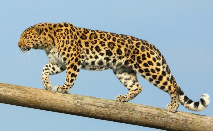 全球仅剩100多只濒危东北豹连续3天在吉林现身究竟是好是坏