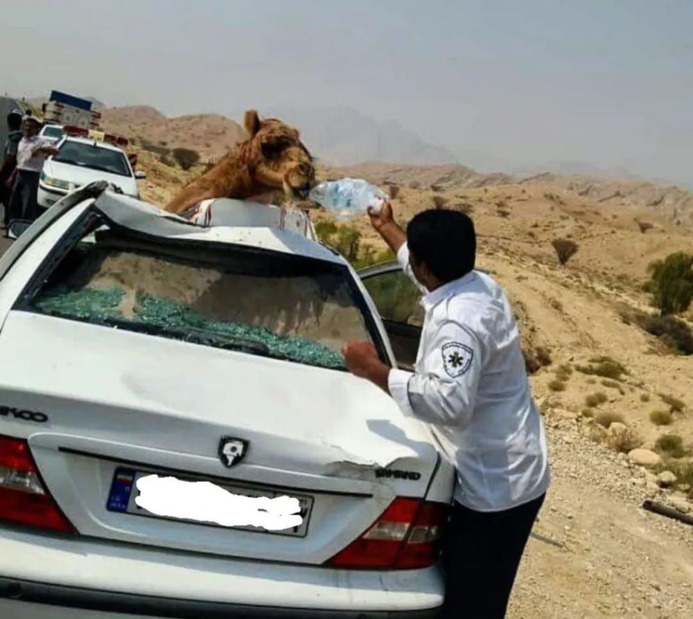 车撞骆驼有多恐怖