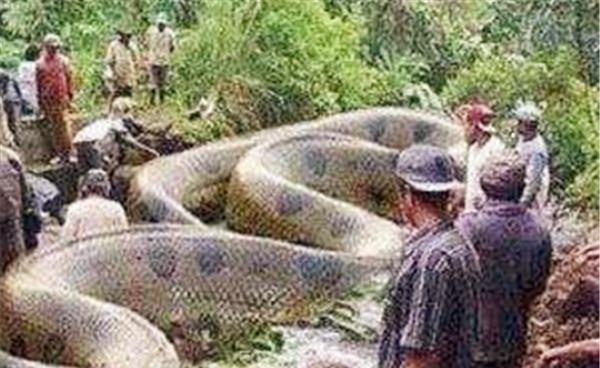 一条蛇到底能有多长二战时一名飞行员拍到了16米巨蟒的照片