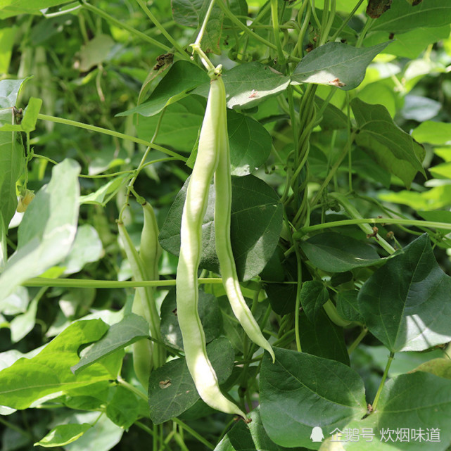 這幾種豆角在南方北方有不同的叫法,不經常買菜的人容易搞錯.