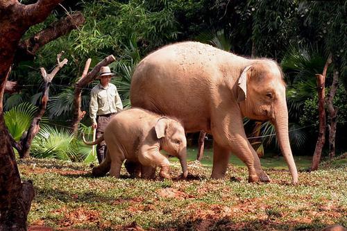 2014年7月20日,長隆野生動物世界自駕區的亞洲象新區正式開放,吸引