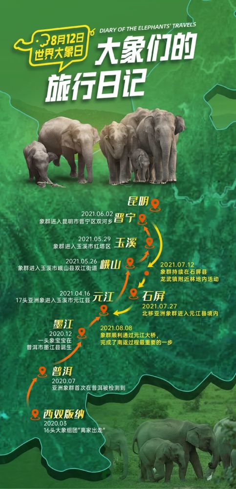 我在云南追大象