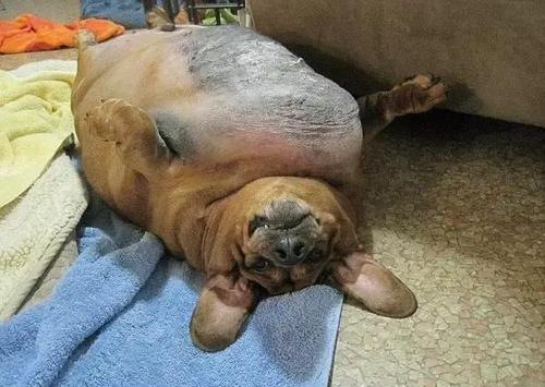 你没见过如此胖的腊肠犬