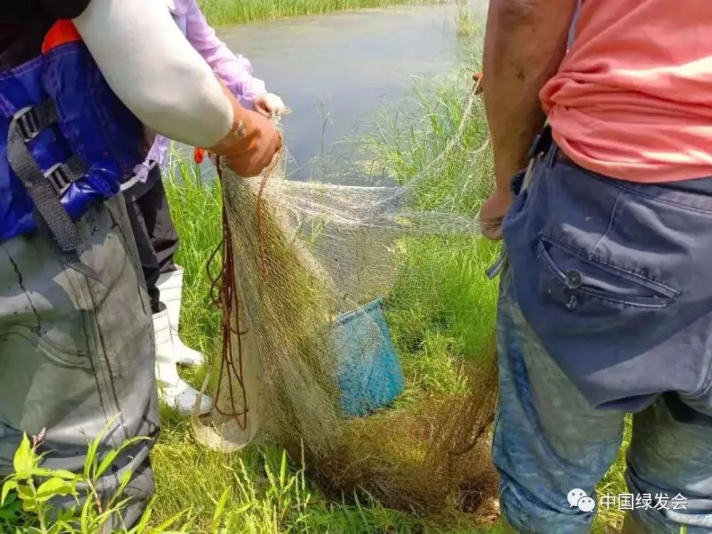 汉河水域,出动志愿者374人次,108车次,救助放归花鱼骨,黄颡鱼