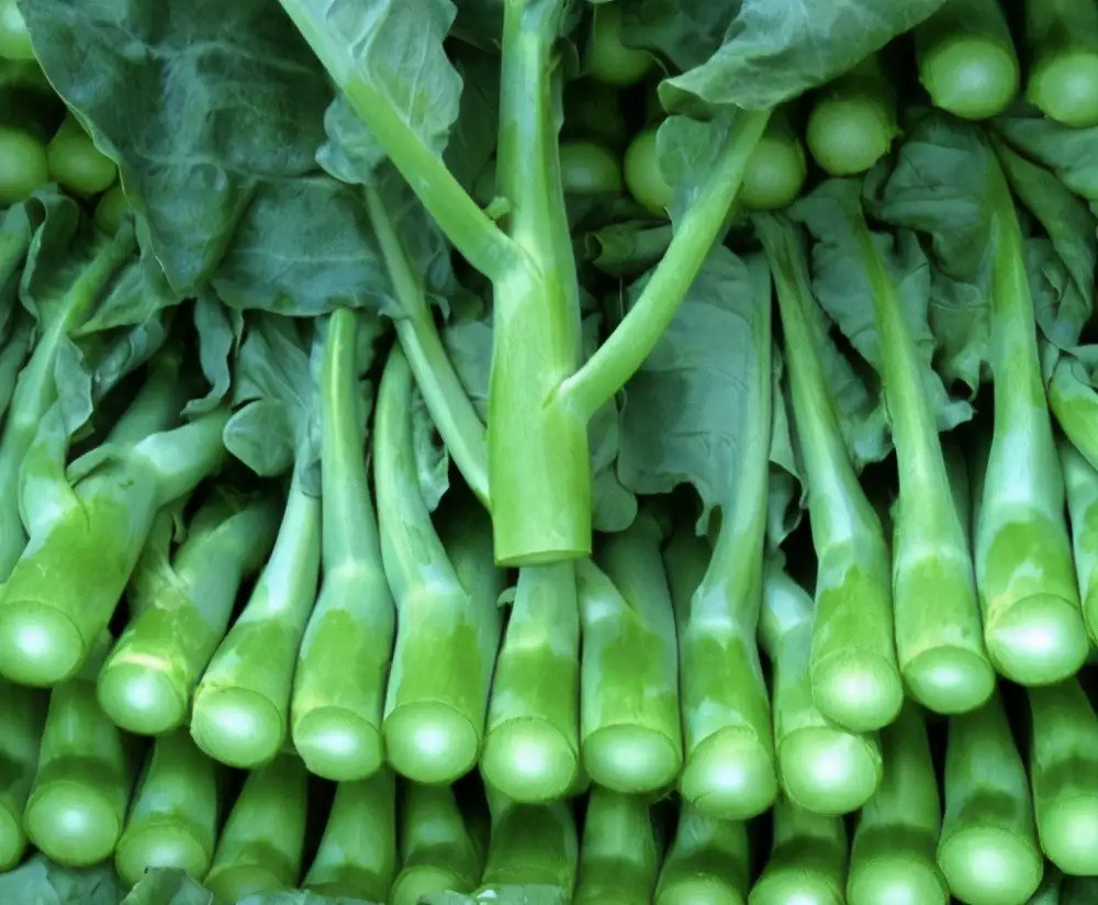 栽培芥蓝要求什么条件呢有哪些高产种植方法才能长出又大又圆