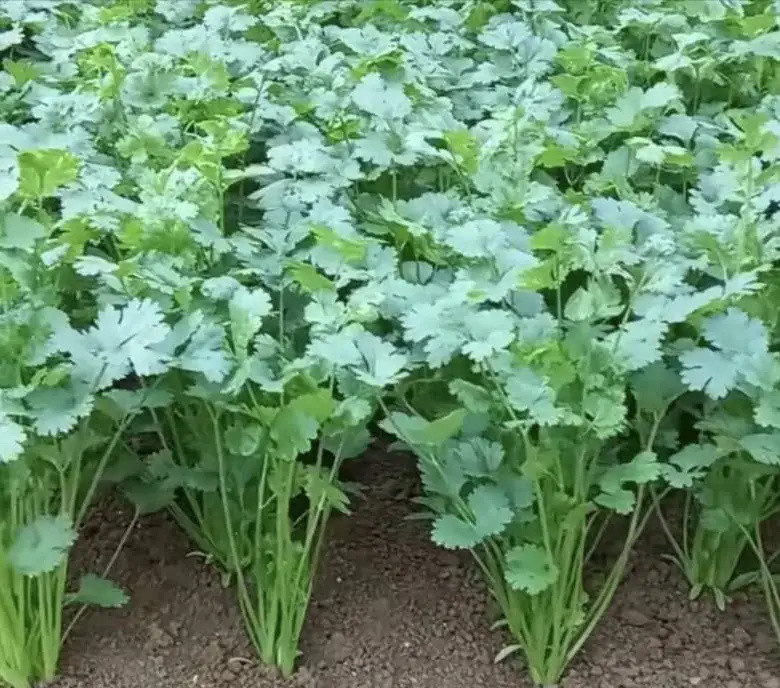 如何讓香菜快速發芽出苗齊全種植技術提高它的產量和品質